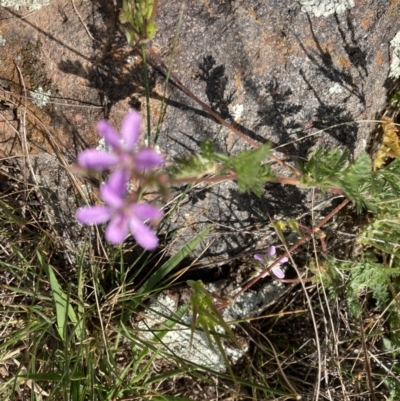 Erodium (genus) (A Storksbill) at Holt, ACT - 27 Sep 2021 by Jenny54