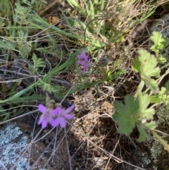 Erodium sp. at Holt, ACT - 27 Sep 2021