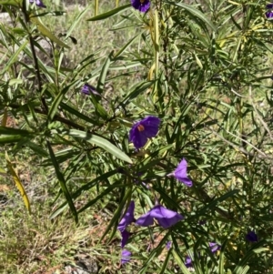 Solanum linearifolium at Holt, ACT - 27 Sep 2021