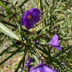 Solanum linearifolium at Holt, ACT - 27 Sep 2021