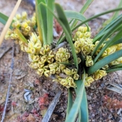 Lomandra bracteata (Small Matrush) at Kama - 27 Sep 2021 by tpreston