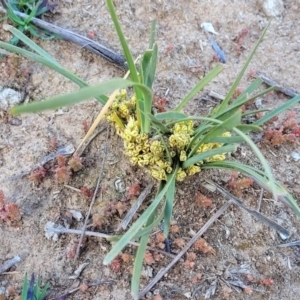 Lomandra bracteata at Holt, ACT - 27 Sep 2021