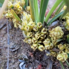 Lomandra bracteata at Holt, ACT - 27 Sep 2021