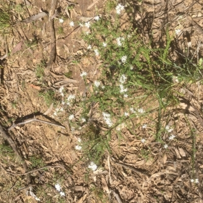 Olearia microphylla (Olearia) at Black Mountain - 25 Sep 2021 by JohnGiacon