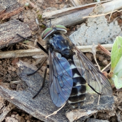 Tabanidae (family) (Unidentified march or horse fly) at Molonglo River Reserve - 27 Sep 2021 by tpreston