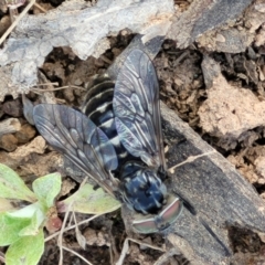 Tabanidae (family) at Holt, ACT - 27 Sep 2021 10:33 AM