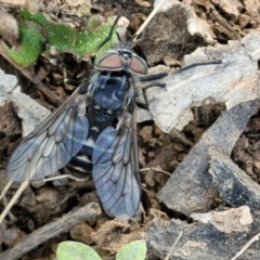 Tabanidae (family) at Holt, ACT - 27 Sep 2021 10:33 AM