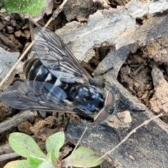 Tabanidae (family) at Holt, ACT - 27 Sep 2021 10:33 AM