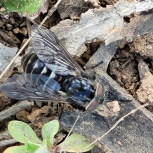 Tabanidae (family) at Holt, ACT - 27 Sep 2021