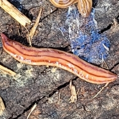 Anzoplana trilineata (A Flatworm) at Holt, ACT - 27 Sep 2021 by trevorpreston