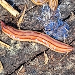 Anzoplana trilineata (A Flatworm) at Kama - 27 Sep 2021 by trevorpreston