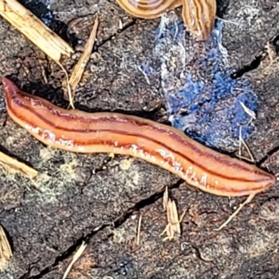 Anzoplana trilineata (A Flatworm) at Kama - 27 Sep 2021 by trevorpreston