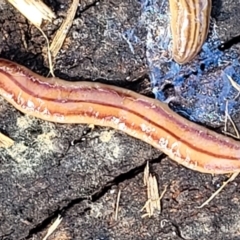 Anzoplana trilineata at Holt, ACT - 27 Sep 2021 10:30 AM