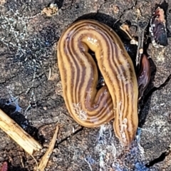 Fletchamia quinquelineata (Five-striped flatworm) at Holt, ACT - 27 Sep 2021 by tpreston