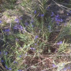 Stypandra glauca (Nodding Blue Lily) at Black Mountain - 25 Sep 2021 by JohnGiacon