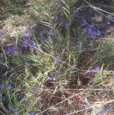 Stypandra glauca (Nodding Blue Lily) at Black Mountain - 25 Sep 2021 by JohnGiacon