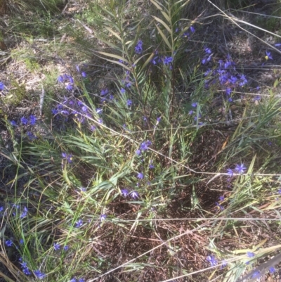 Stypandra glauca (Nodding Blue Lily) at Bruce, ACT - 25 Sep 2021 by JohnGiacon