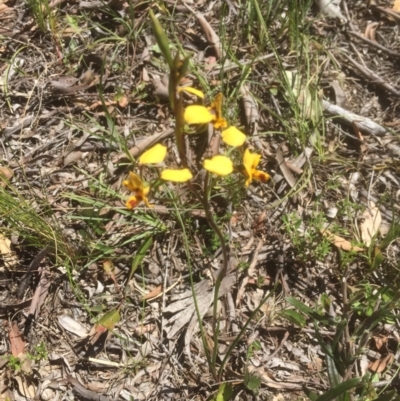 Diuris nigromontana (Black Mountain Leopard Orchid) at Black Mountain - 25 Sep 2021 by JohnGiacon