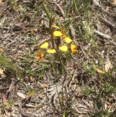 Diuris nigromontana (Black Mountain Leopard Orchid) at Bruce, ACT - 25 Sep 2021 by jgiacon