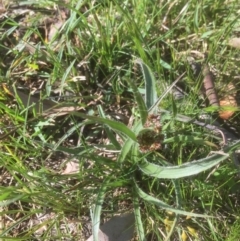 Luzula densiflora (Dense Wood-rush) at Flea Bog Flat to Emu Creek Corridor - 23 Sep 2021 by JohnGiacon