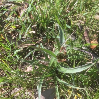 Luzula densiflora (Dense Wood-rush) at Flea Bog Flat to Emu Creek Corridor - 23 Sep 2021 by JohnGiacon