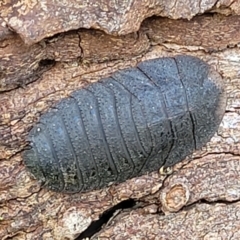 Laxta granicollis (Common bark or trilobite cockroach) at Holt, ACT - 27 Sep 2021 by tpreston