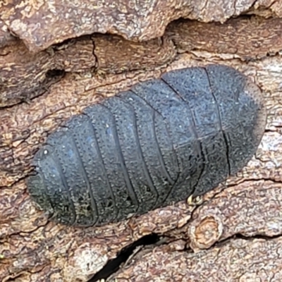 Laxta granicollis (Common bark or trilobite cockroach) at Holt, ACT - 27 Sep 2021 by trevorpreston