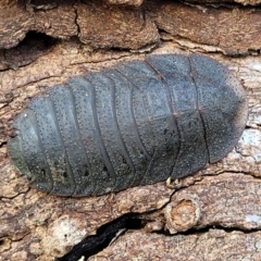 Laxta granicollis at Holt, ACT - 27 Sep 2021 10:27 AM