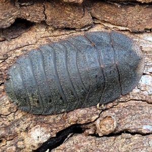 Laxta granicollis at Holt, ACT - 27 Sep 2021