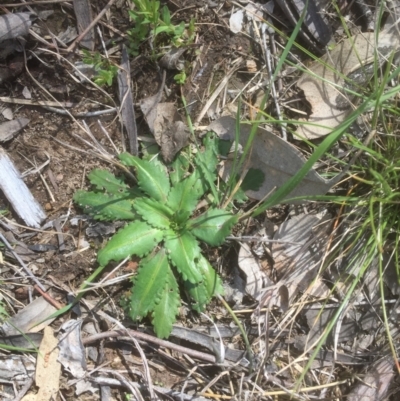 Solenogyne dominii (Smooth Solenogyne) at Flea Bog Flat to Emu Creek Corridor - 26 Sep 2021 by JohnGiacon