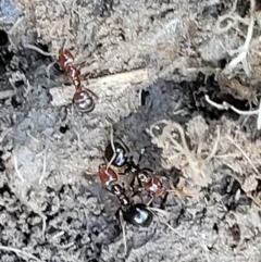 Papyrius sp. (genus) (A Coconut Ant) at Holt, ACT - 27 Sep 2021 by trevorpreston