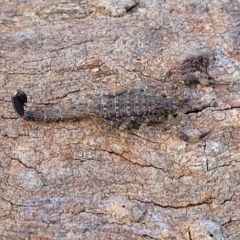 Lychas marmoreus (Little Marbled Scorpion) at Molonglo River Reserve - 27 Sep 2021 by tpreston