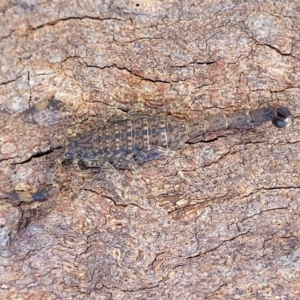 Lychas marmoreus at Holt, ACT - 27 Sep 2021 10:27 AM