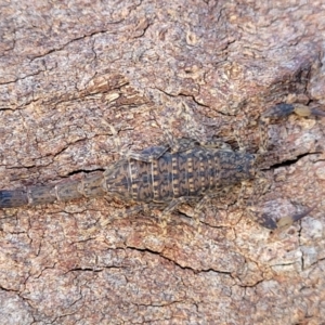 Lychas marmoreus at Holt, ACT - 27 Sep 2021 10:27 AM