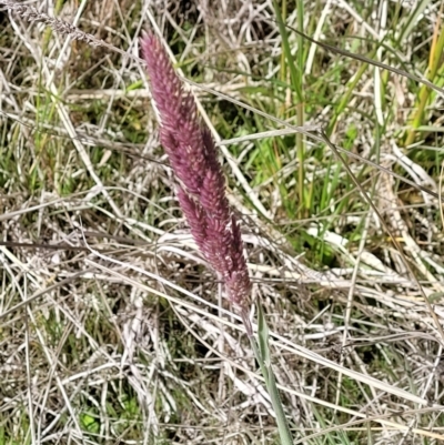 Holcus lanatus (Yorkshire Fog) at Molonglo River Reserve - 27 Sep 2021 by tpreston