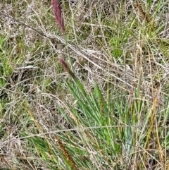 Holcus lanatus at Holt, ACT - 27 Sep 2021