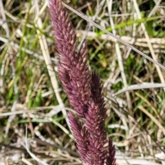 Holcus lanatus at Holt, ACT - 27 Sep 2021 10:19 AM