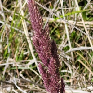 Holcus lanatus at Holt, ACT - 27 Sep 2021