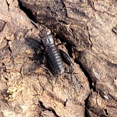 Grylloidea (superfamily) (Unidentified cricket) at Molonglo River Reserve - 27 Sep 2021 by tpreston