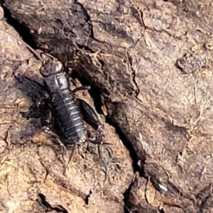 Grylloidea (superfamily) at Holt, ACT - 27 Sep 2021 10:29 AM