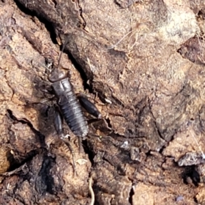 Grylloidea (superfamily) at Holt, ACT - 27 Sep 2021 10:29 AM