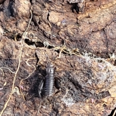 Grylloidea (superfamily) at Holt, ACT - 27 Sep 2021