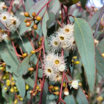 Eucalyptus melliodora (Yellow Box) at Molonglo Valley, ACT - 27 Sep 2021 by trevorpreston