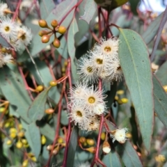 Eucalyptus melliodora (Yellow Box) at Molonglo Valley, ACT - 27 Sep 2021 by tpreston