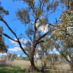 Eucalyptus melliodora at Molonglo Valley, ACT - 27 Sep 2021