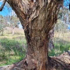 Eucalyptus melliodora at Kama - 27 Sep 2021