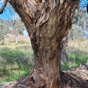 Eucalyptus melliodora at Molonglo Valley, ACT - 27 Sep 2021