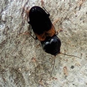 Austrocardiophorus sp. (genus) at Holt, ACT - 27 Sep 2021 10:38 AM