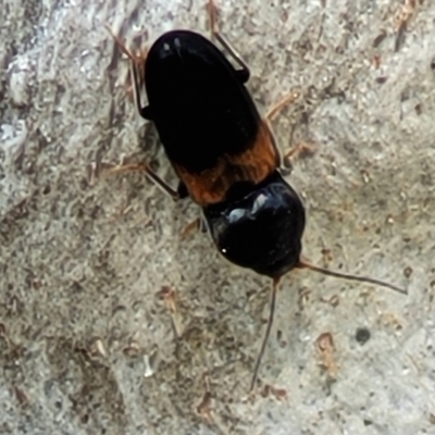 Austrocardiophorus sp. (genus) (Click beetle) at Kama - 27 Sep 2021 by tpreston