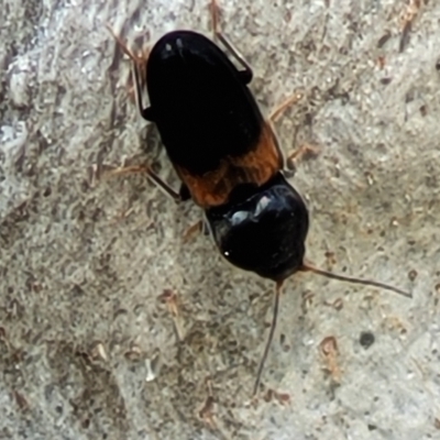 Austrocardiophorus sp. (genus) (Click beetle) at Holt, ACT - 27 Sep 2021 by trevorpreston